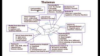 Thalamus  Nuclei functions [upl. by Annoval]