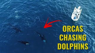 Orcas Preying On Dolphins CAUGHT ON DRONE [upl. by Attenhoj]