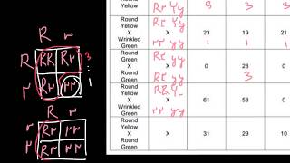 How to solve genetics problems phenotypegenotype frequencies [upl. by Wolliw]