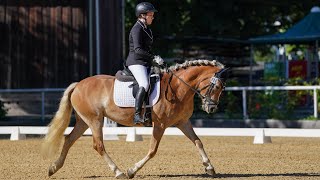 HAFLINGER BUNDESCHAMPIONAT 2023 [upl. by Weldon]