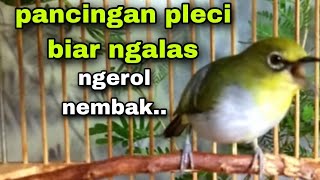 Burung Pleci Gacor Ngalas Ngerol Nembak Nyari Lawan [upl. by Nohtahoj]