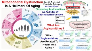 Acylcarnitines Increase During Aging And Are Associated With Poor Health [upl. by Won414]