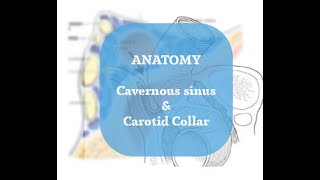 Neurosurgery Basics Lecture  Cavernous Sinus Anatomy [upl. by Eelyme]