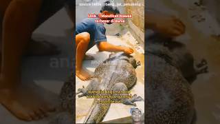 Unik‼️Mandikan Biawak Terbesar Di Dunia animals hewan faktaunik biawak komodo reptil reptiles [upl. by Aidan919]