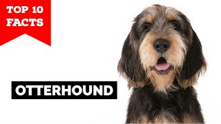 Otterhound  Top 10 Facts [upl. by Lindley]