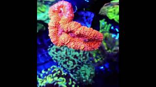 lobophyllia meerwasseraquaristik reefkeeper coral korallenzucht [upl. by Pickar]