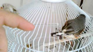 Hand raised zebra finches love to cuddle [upl. by Nereen]