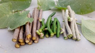 How to identify giloy plant  can giloy leaves be eaten गिलोय की पहचान कैसे करें [upl. by Nowed479]