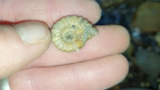 Fossil hunting in lyme regis for pyrite ammonites feb 2024 [upl. by Eirellam]