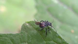 A Halyomorpha halys nymph with something on its back What is that [upl. by Alisun]