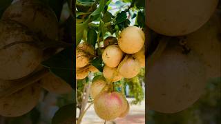 LONGAN FRUIT View longan natural nature natureview beautiful plants klinetv garden fruits [upl. by Leacock]