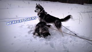 Husky Twins Digging for Treasure Cute Husky Puppies [upl. by Brittni]