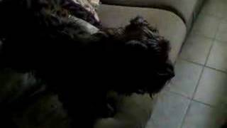 Candace YorkiePoodle mix barking [upl. by Llaccm848]