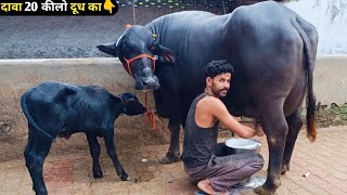 लखनऊ में बेस्ट क्वालिटी की भैंस के लिए फेमस Istiyak Dairy पर आई एक टॉप मीनी भैंसदावा 20 किलो दूध का [upl. by Elrod]