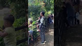 Siamang di Ragunan Jakarta ragunan kebunbinatang siamang [upl. by Burrton]