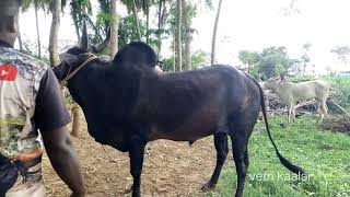 kangeyam Black  jallikattu kalai  kangeyam Bull jallikattu [upl. by Minne]