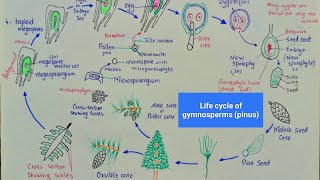 Life cycle of pinus  Life cycle of gymnosperms  class 11 [upl. by Michell574]