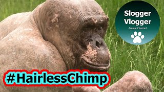 Jambos the Hairless Chimp A Display of Head Muscle Power [upl. by Kenleigh723]