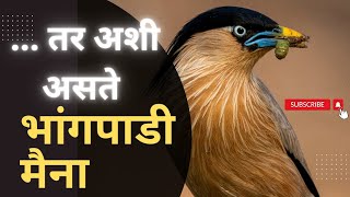 भांगपाडी मैना पक्ष्यांची माहिती [upl. by Adama]