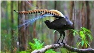 Lyrebird Menura Amazing Voice of Lyrebird Bird Amazing Dance of Lyrebird Bird [upl. by Dine]