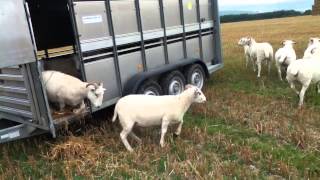 Wiltshire Horn Yearling Ewes [upl. by Bell370]