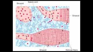 Immunology  Marophages part 14 [upl. by Orsola913]