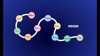 La synthèse dune protéine  transcription et traduction [upl. by Nnalorac641]