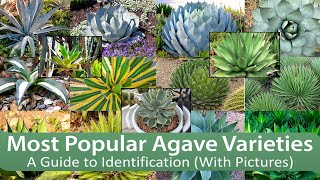 Most Popular Agave Varieties A Guide to Identification With Pictures [upl. by Iel875]