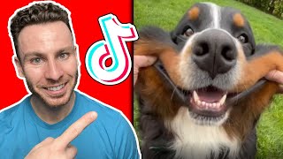 Dog trainer reacts to BERNESE MOUNTAIN DOG TikToks [upl. by Chiarra861]