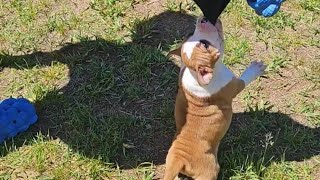 Staffordshire Bull Terrier Puppies staffordshirebullterrier sbt staffy [upl. by Llered]