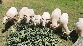 Apple 🍎 prunings go down a treat Wiltshire Horn Sheep [upl. by O'Driscoll184]