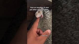 Tuna the ferret vs her Pet Sitter ferret cute pets animals ferret funny adorable wildlife [upl. by Orat]