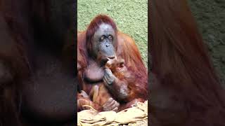 Baby Orangutan Gets a Feed From Mom shorts chimpanzee chester monkey [upl. by Eitisahc]