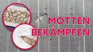 Kleidermotten und Lebensmittelmotten erfolgreich bekämpfen [upl. by Nodnil]