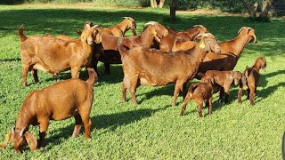 Kalahari reds Goats South África  Reprodutores kalahari reds [upl. by Barling]