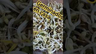 germinados en casa o brotes recetas receta [upl. by Yuk]