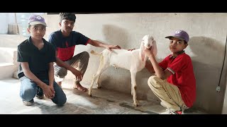 Bhatti cattle farming and livestock Mohammad pour se aaya tohfa Bakra farming livestock animals [upl. by Evets193]