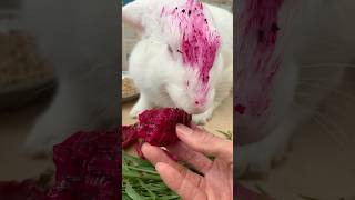 Rabbits are enjoying dragon fruit rabbitpetsupplies bunny rabbitears pets petbunny petrabbit [upl. by Nodlew251]