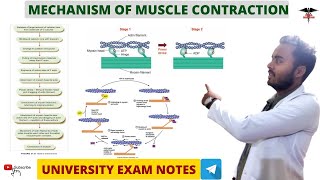 Mechanism Of Muscle Contraction  Muscle physiology [upl. by Alli]