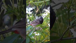 Red Vented Bulbul  Pinwheel Flower shorts nature trending [upl. by Ahseinar]