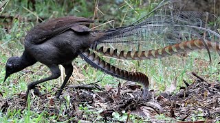 The Amazing Lyrebird Natures Master of Mimicry A2Z Wildlife [upl. by Wolfgang]