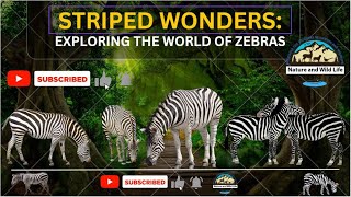 Striped Wonders Exploring the World of Zebras naturewildlife zebra viralvideoviralviralvideos [upl. by Akerdna]