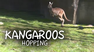 Kangaroos Hopping [upl. by Neeliak]