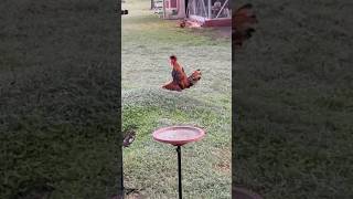 Rooter says good morning cockadoodledoo backyardchickens animalsounds chickenlife [upl. by Akselav830]