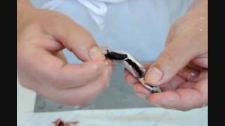 Sardellen ausnehmen und filetieren  How to clean anchovies [upl. by Bisset]