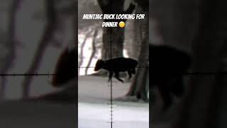 Muntjac buck looking for dinner fyp hunting subscribe [upl. by Nalo]