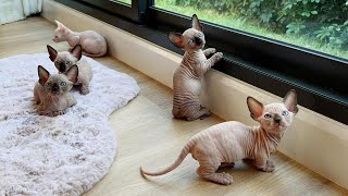 Adorable Hairless kittens  Cutes Sphynx Cats [upl. by Najtsirk]