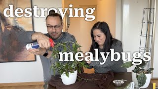 I went to Sweden to destroy mealybugs [upl. by Hakeem]