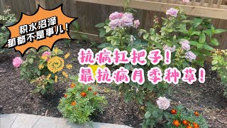 月季种草！最抗病月季！Beverly rose（比弗利） PoseidonNovalis rose波塞冬诺瓦利斯）经历积水泥潭，龙沙都无法与之相比，新手必入！坐标多伦多 [upl. by Ethban]