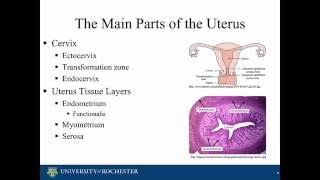 Histology of the Uterus [upl. by Asnerek576]